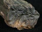 Pleistocene Aged Fossil Horse Tooth - Florida #10284-1